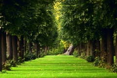 the-natural-summer-forest-green-grass-path_1920x1200